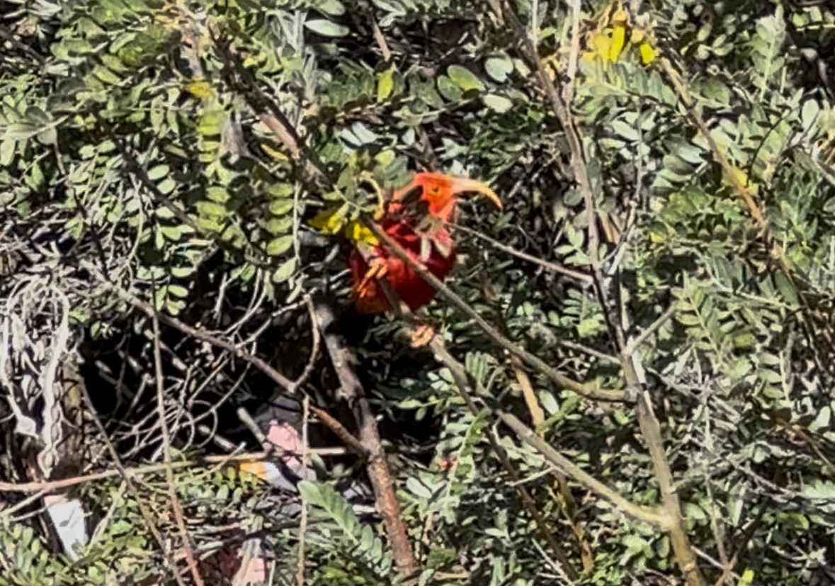 Іві - ML647398294