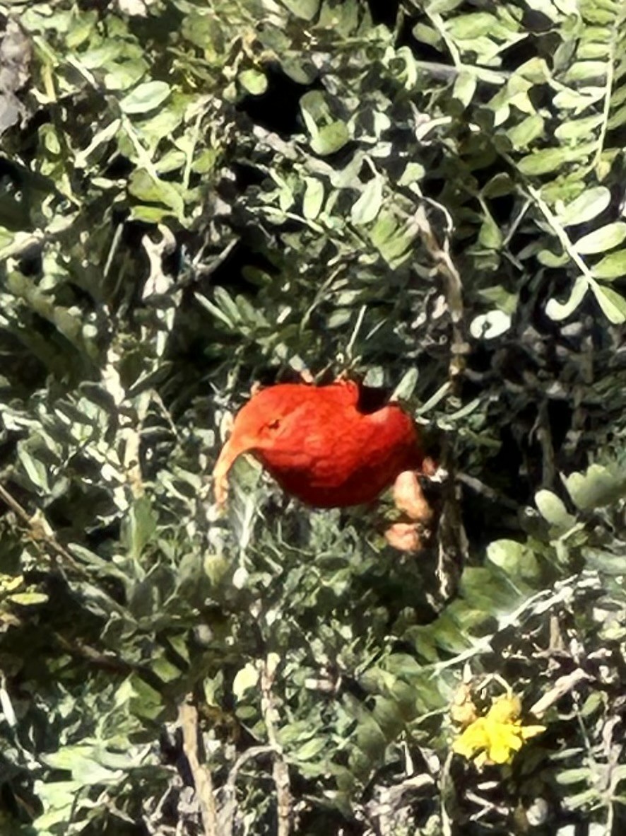 Іві - ML647398296