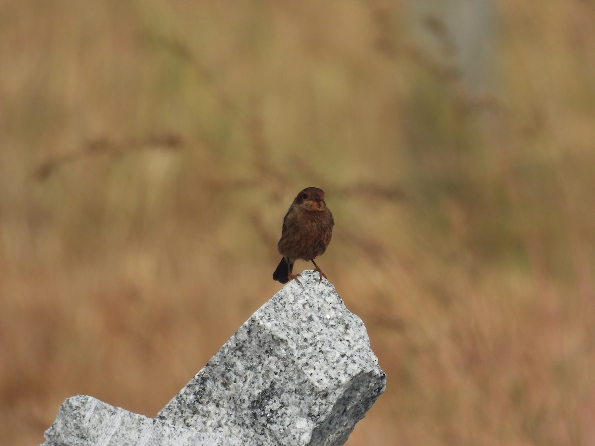 Трав'янка чорна - ML647398298