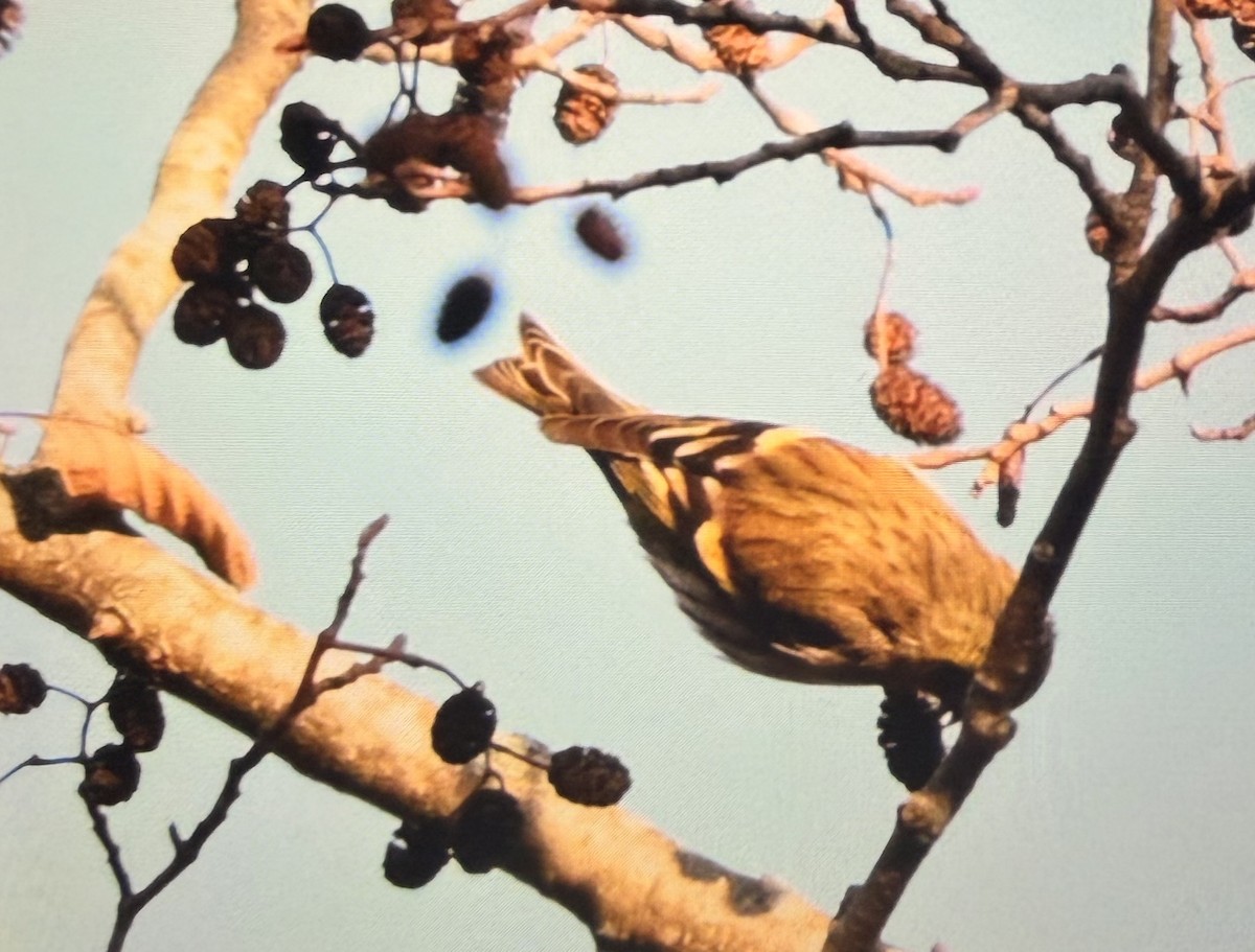 Чиж лісовий - ML647398299