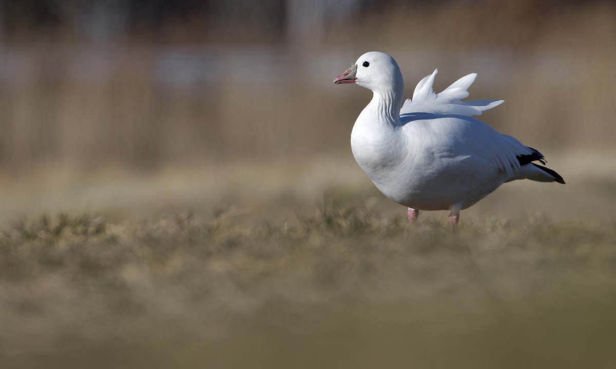 Гуска Роса - ML647398300