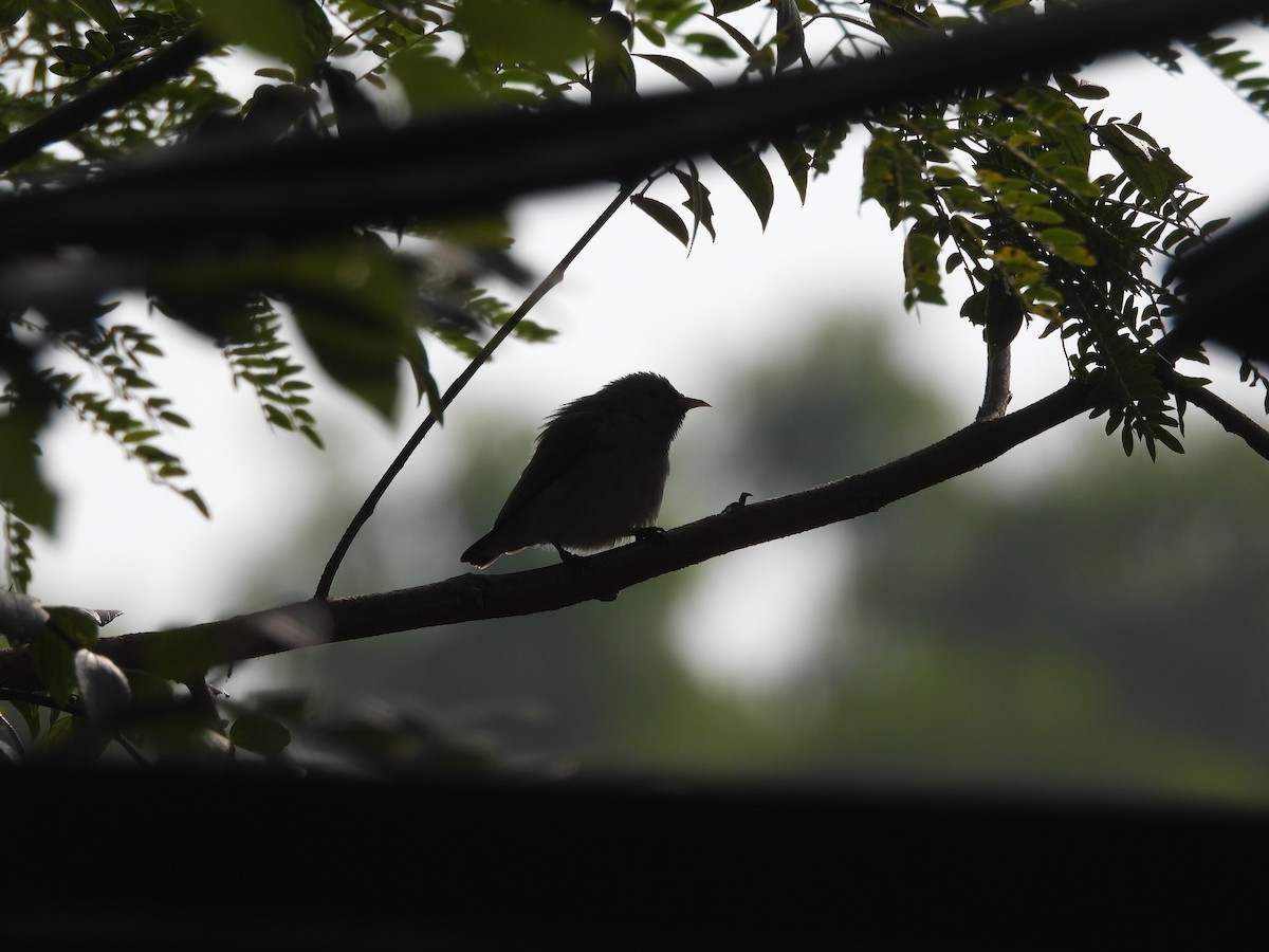 Квіткоїд індійський - ML647398301