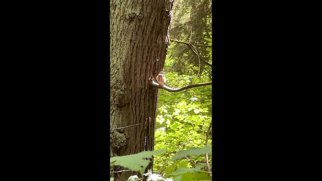 American Robin - ML647398302