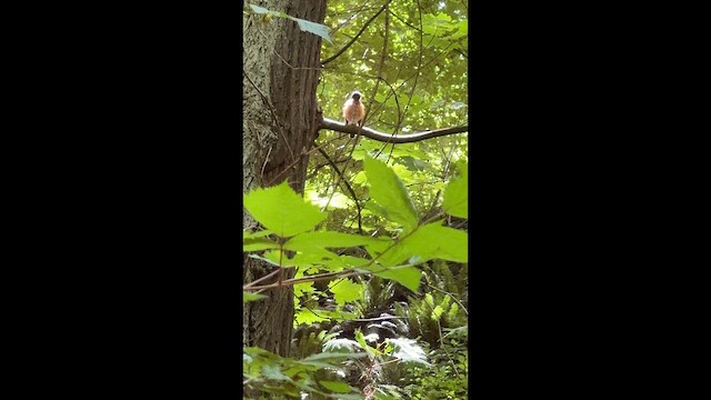 American Robin - ML647398303