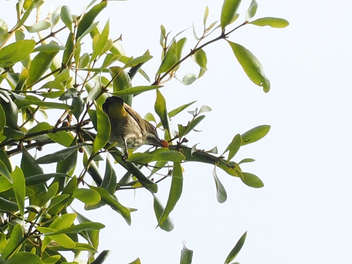 Квіткоїд смугастогрудий - ML647398304