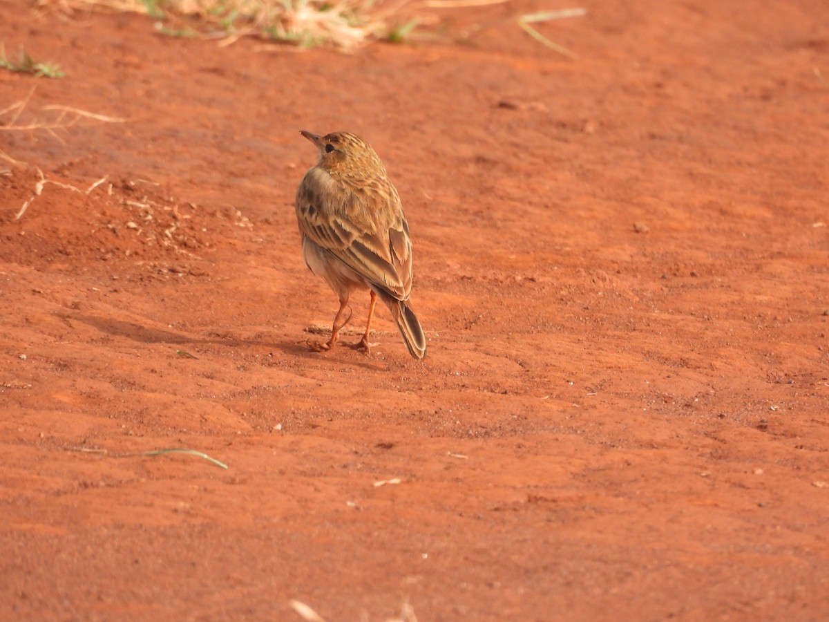 Щеврик іржастий - ML647398305