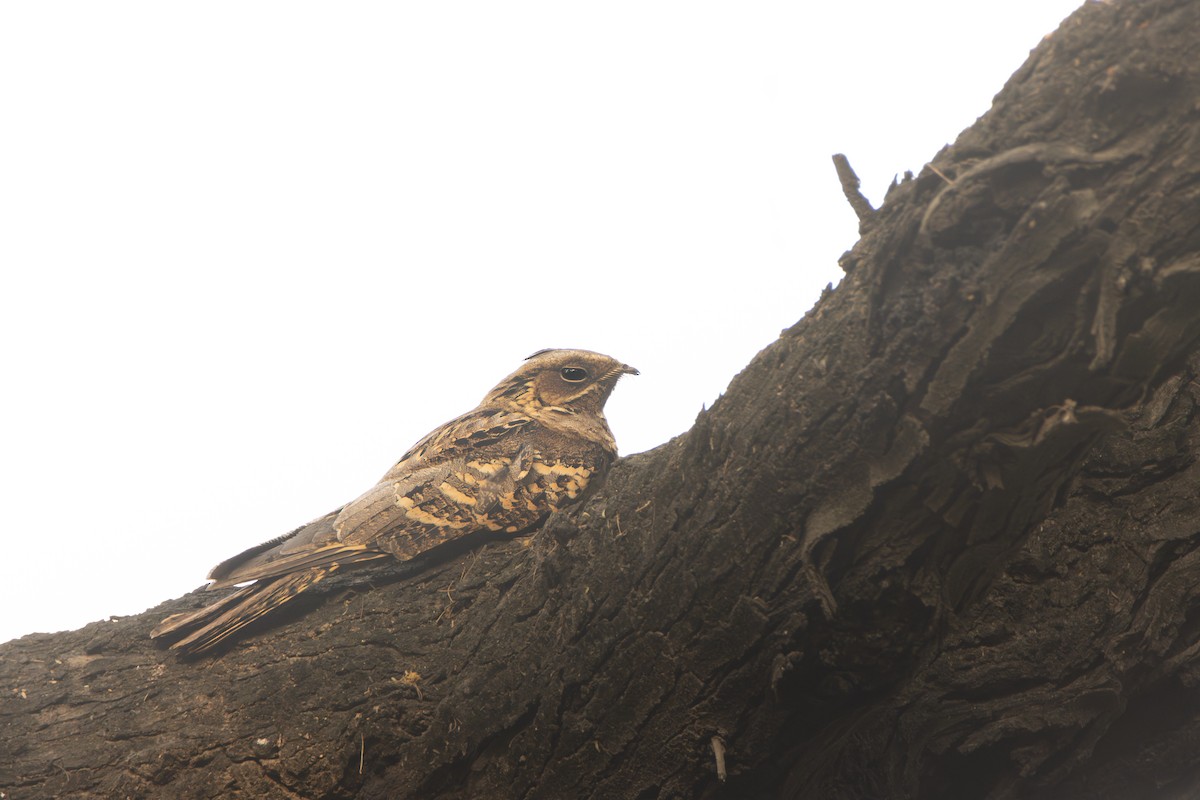 Дрімлюга великохвостий - ML647398306