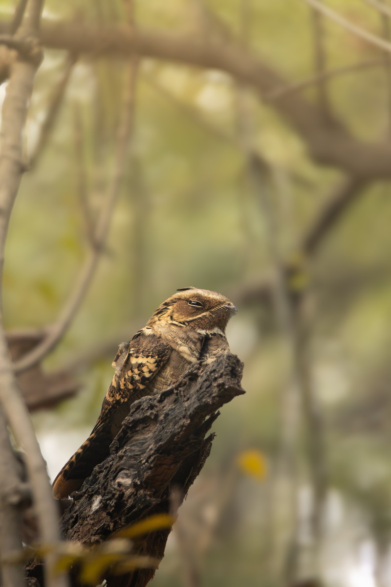 Дрімлюга великохвостий - ML647398307
