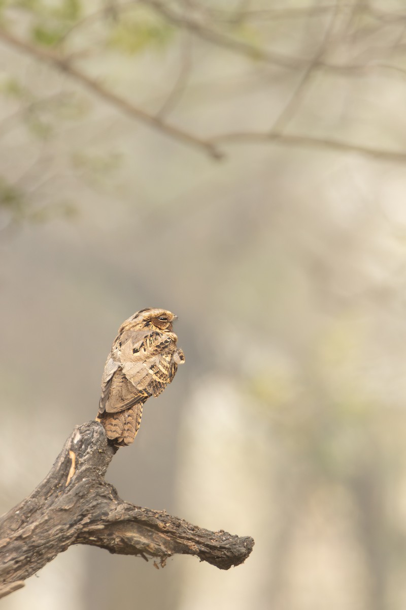 Дрімлюга великохвостий - ML647398308