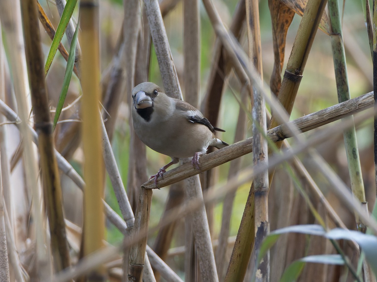 Костогриз - ML647398314