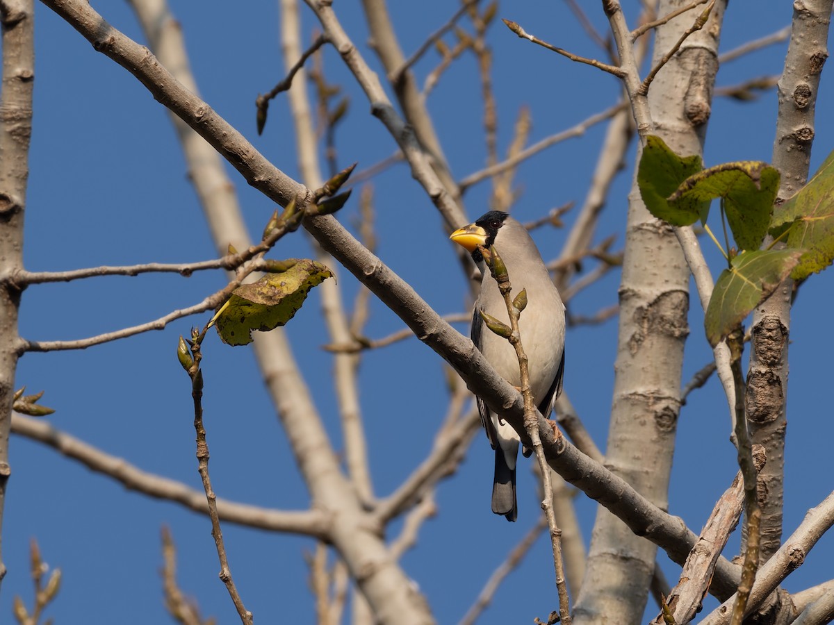Костар великий - ML647398315