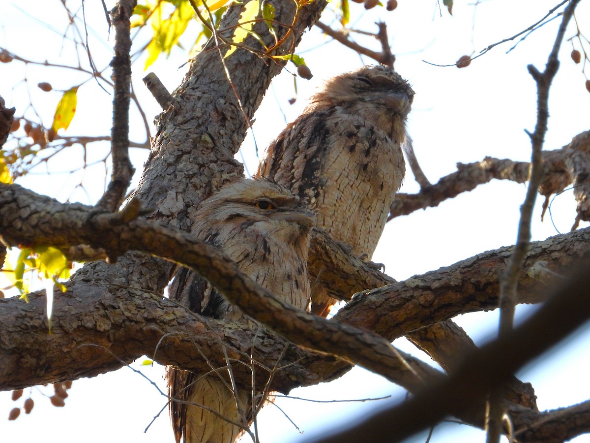 Білоніг австралійський - ML647398316