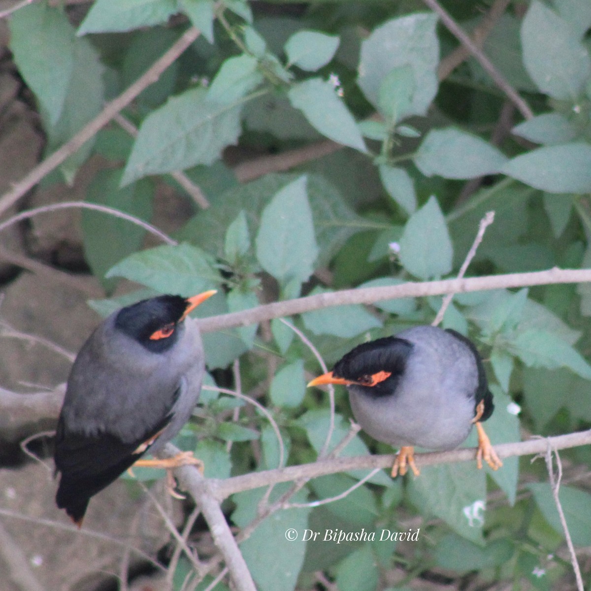 Майна берегова - ML647398317