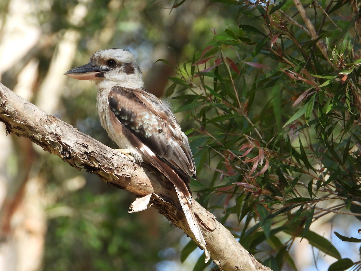 Кукабара велика - ML647398318
