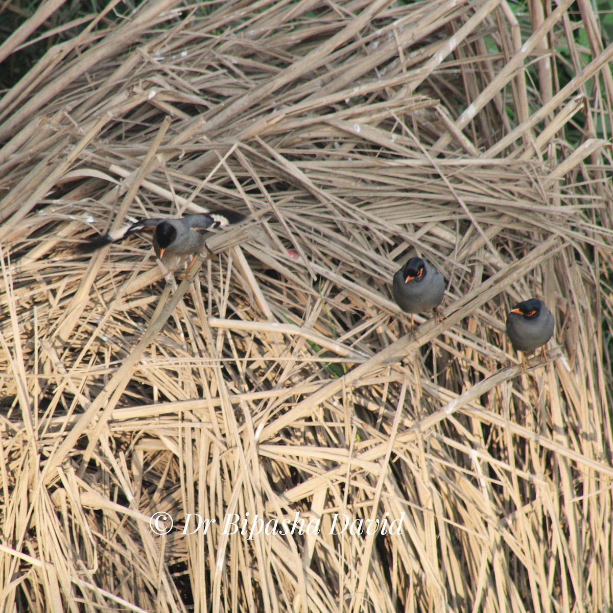 Майна берегова - ML647398319