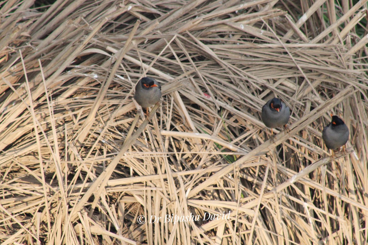 Майна берегова - ML647398320