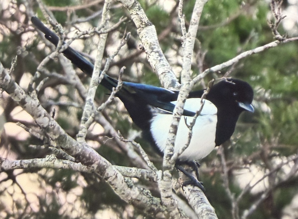 Сорока звичайна - ML647398321