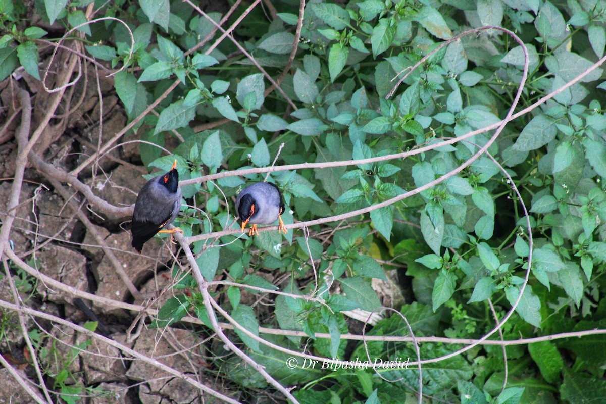 Майна берегова - ML647398322