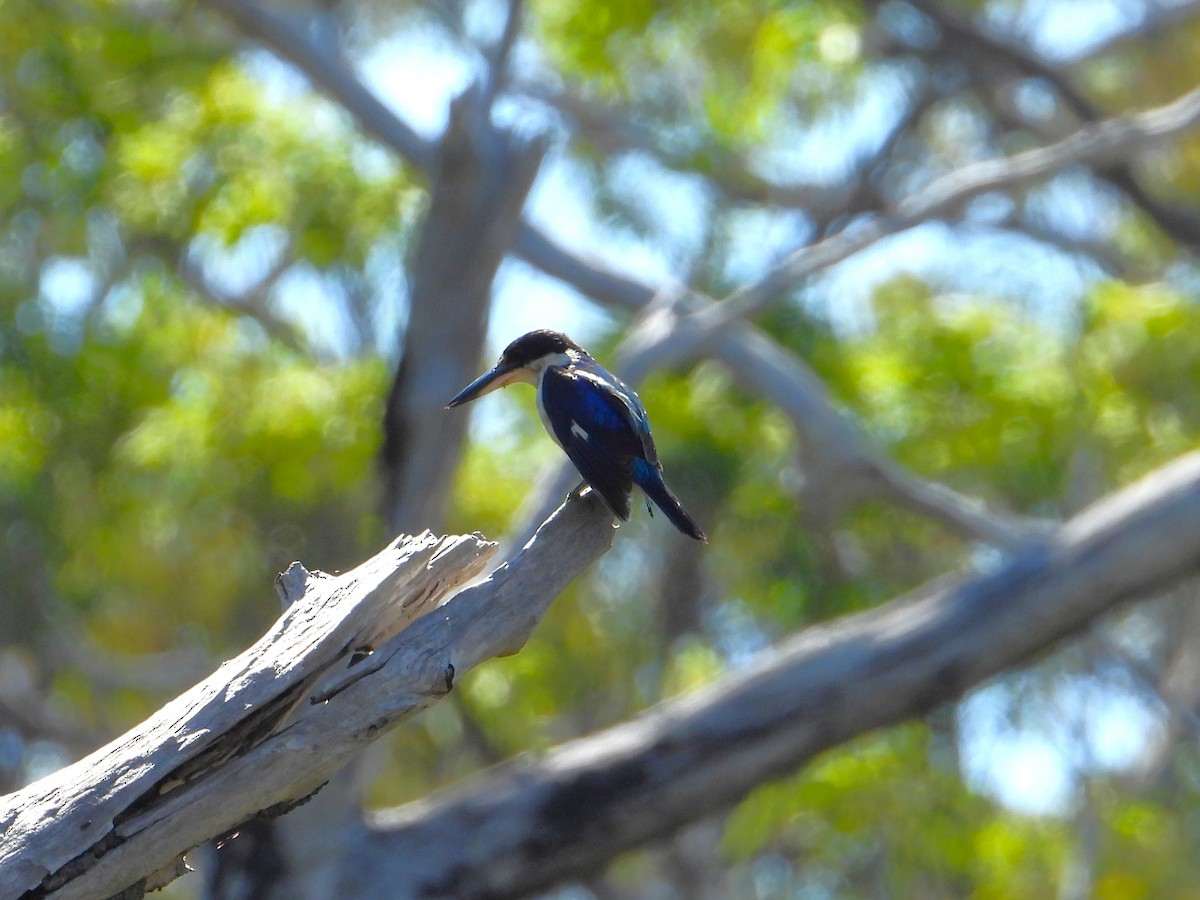 Forest Kingfisher - ML647398323