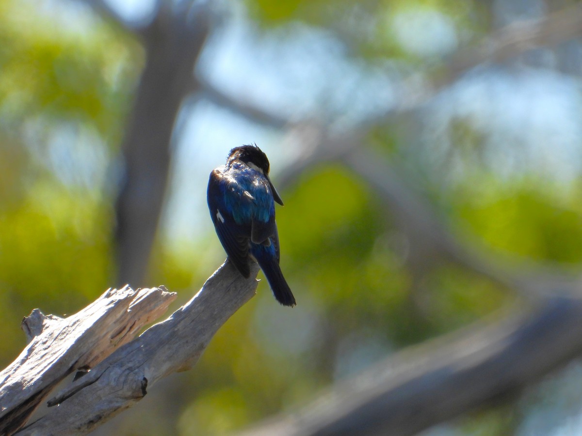 Forest Kingfisher - ML647398324