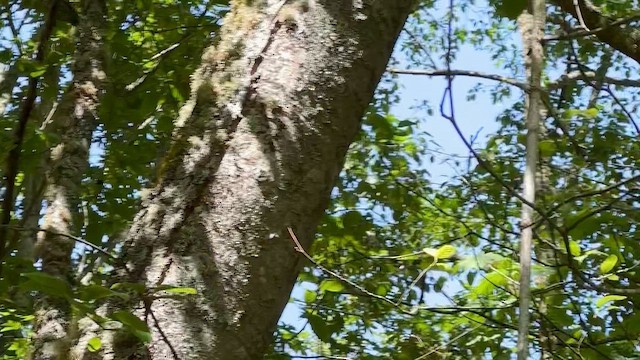 Northern Flicker - ML647398325