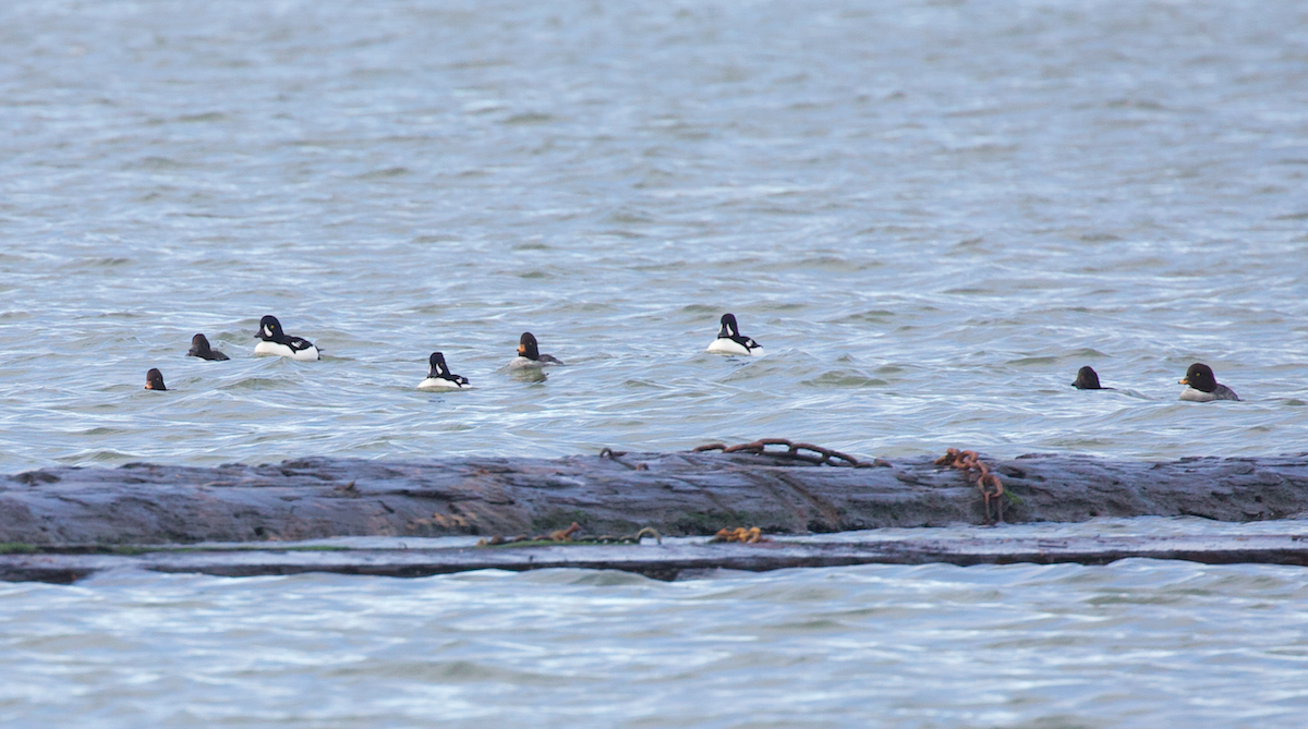 Barrow's Goldeneye - ML647398326
