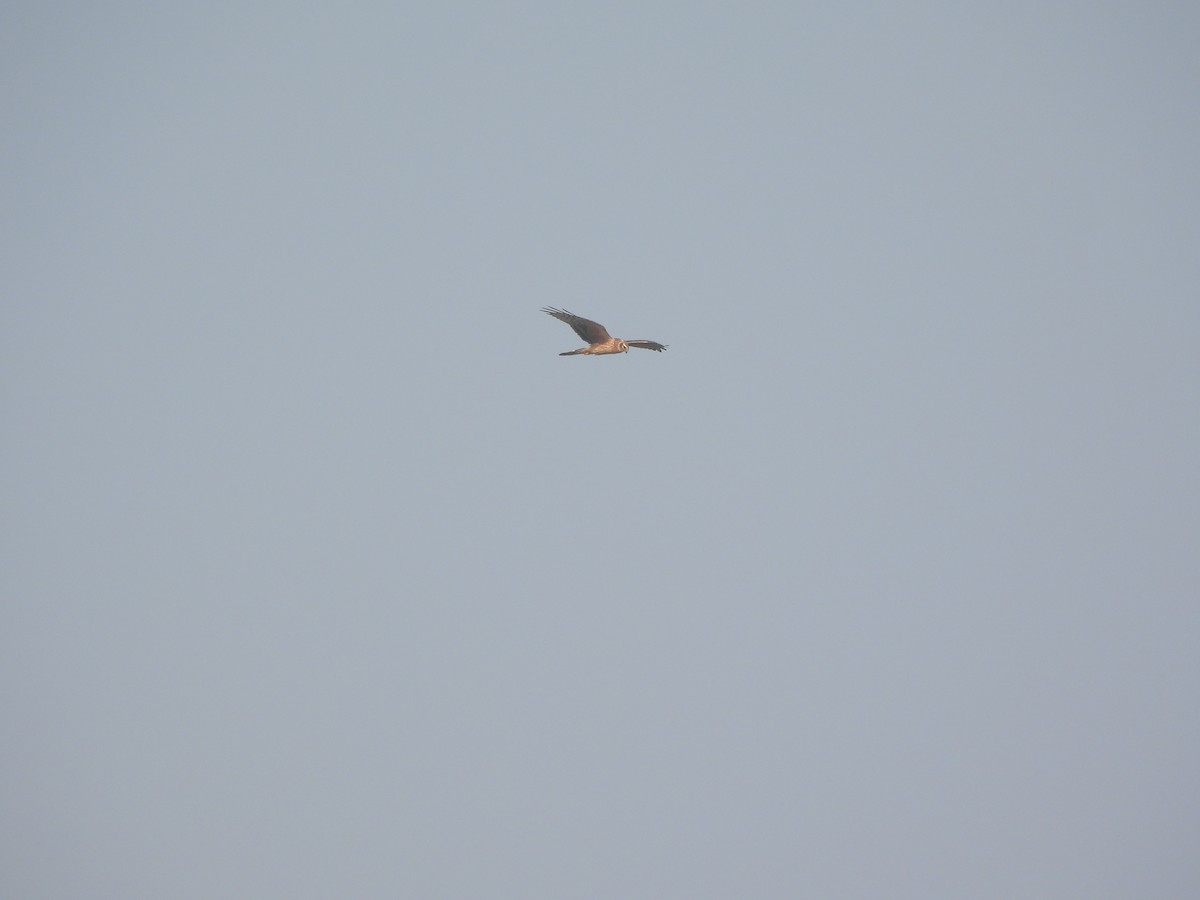 Montagu's Harrier - ML647398328