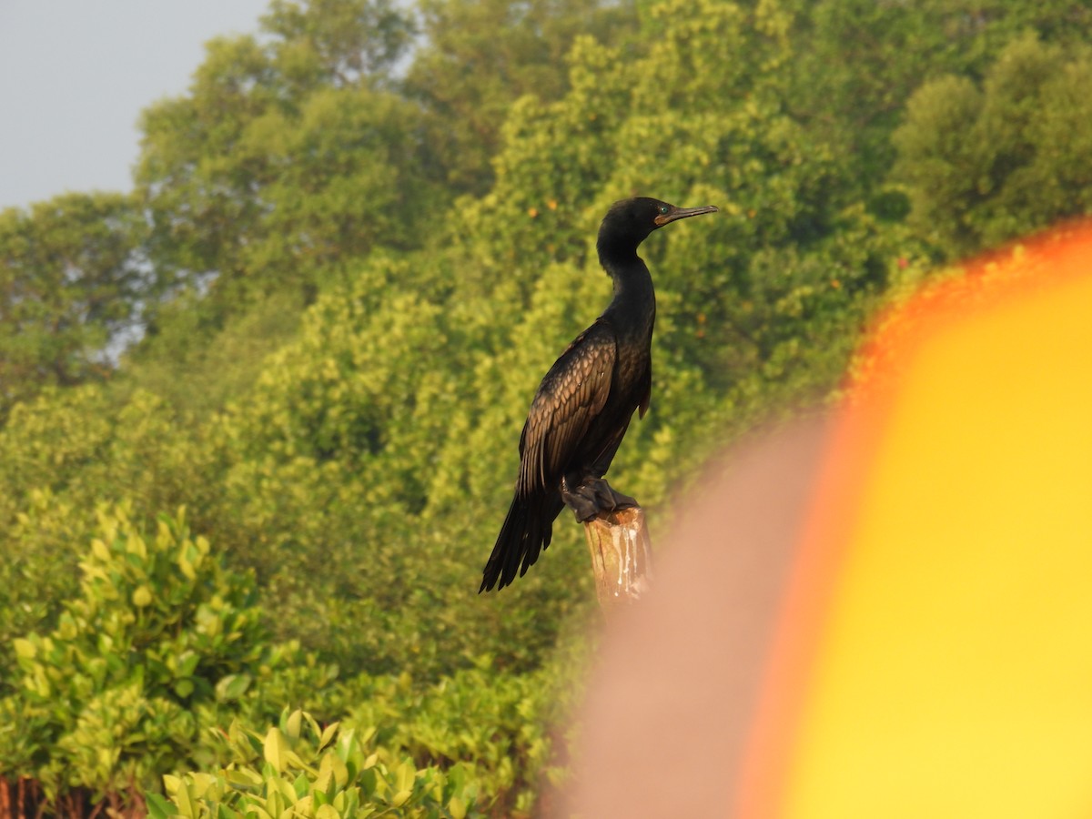Indian Cormorant - ML647398329