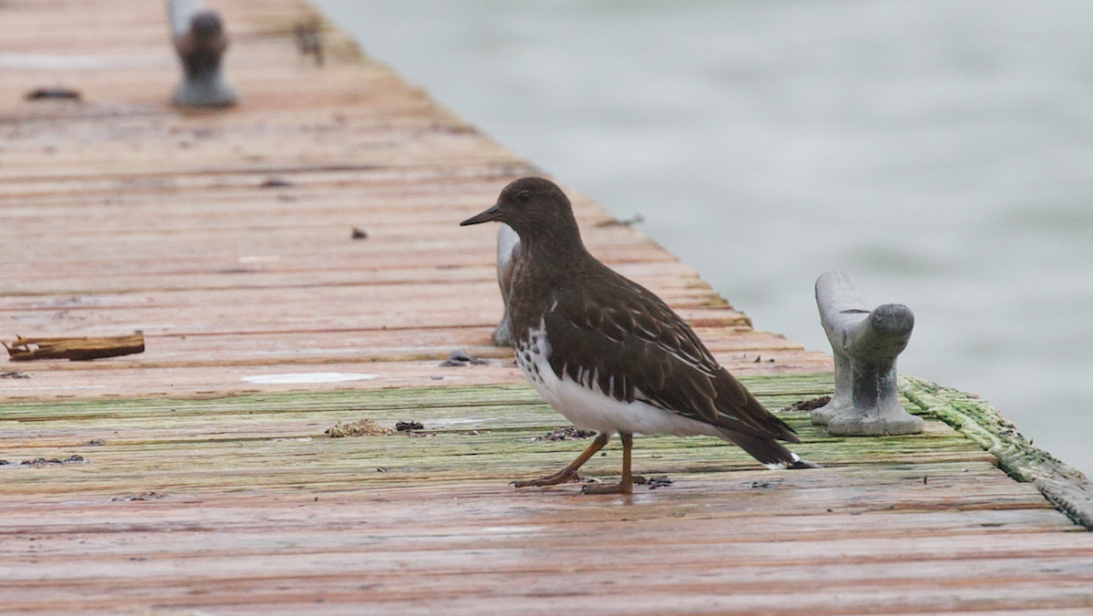 Black Turnstone - ML647398330