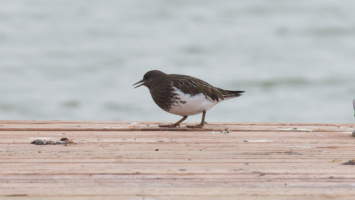 Black Turnstone - ML647398331