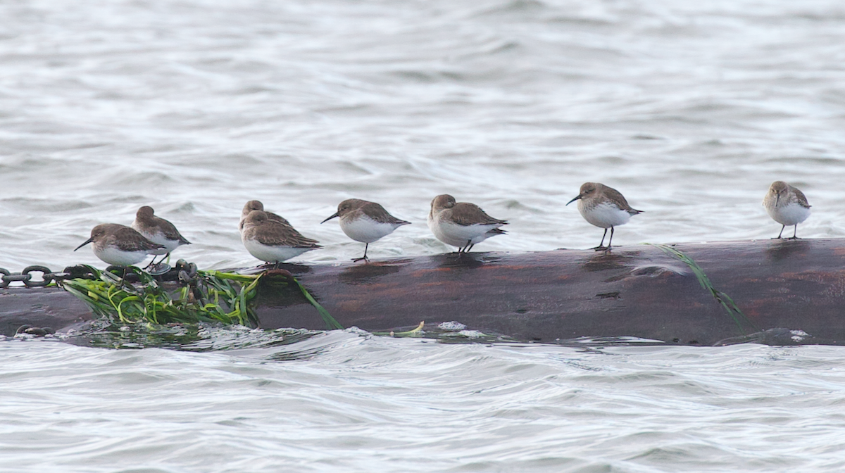 Dunlin - ML647398332