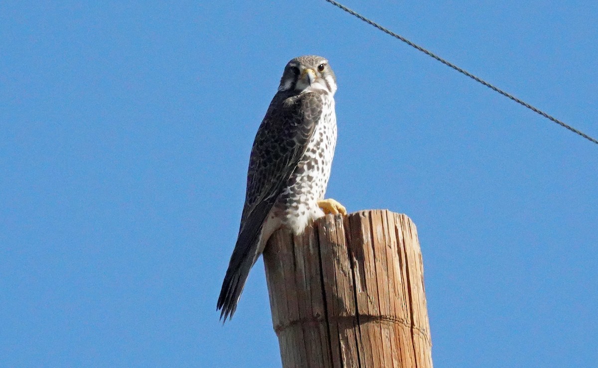 Prairie Falcon - ML647398333
