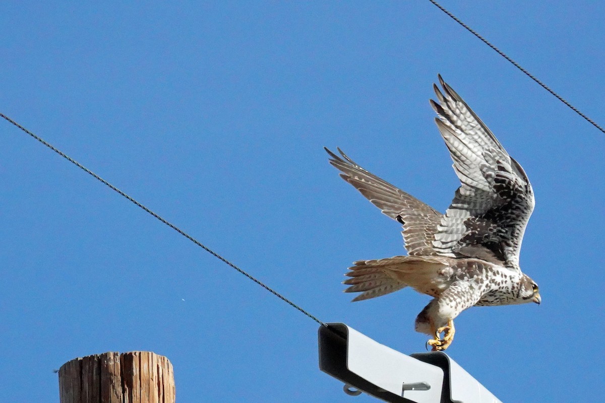 Prairie Falcon - ML647398334