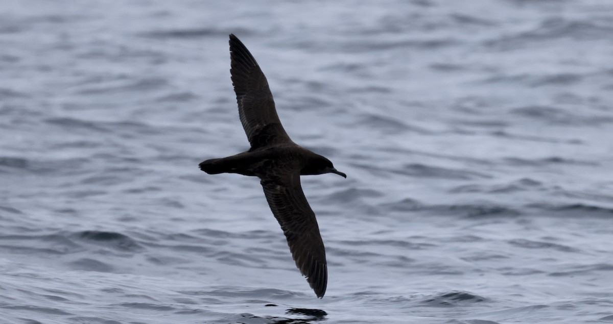 Sooty Shearwater - ML647398338