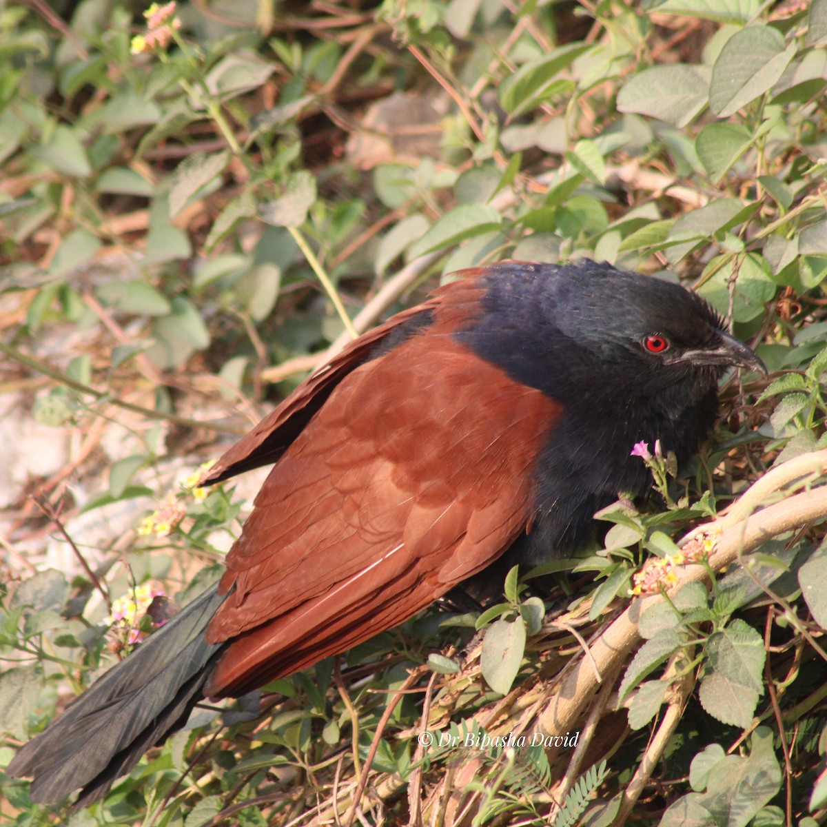 Greater Coucal - ML647398339