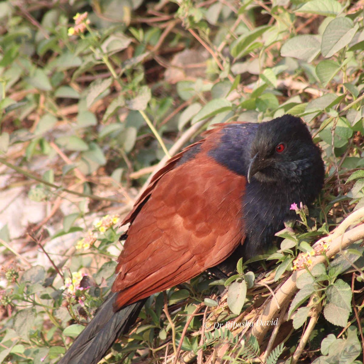 Greater Coucal - ML647398340