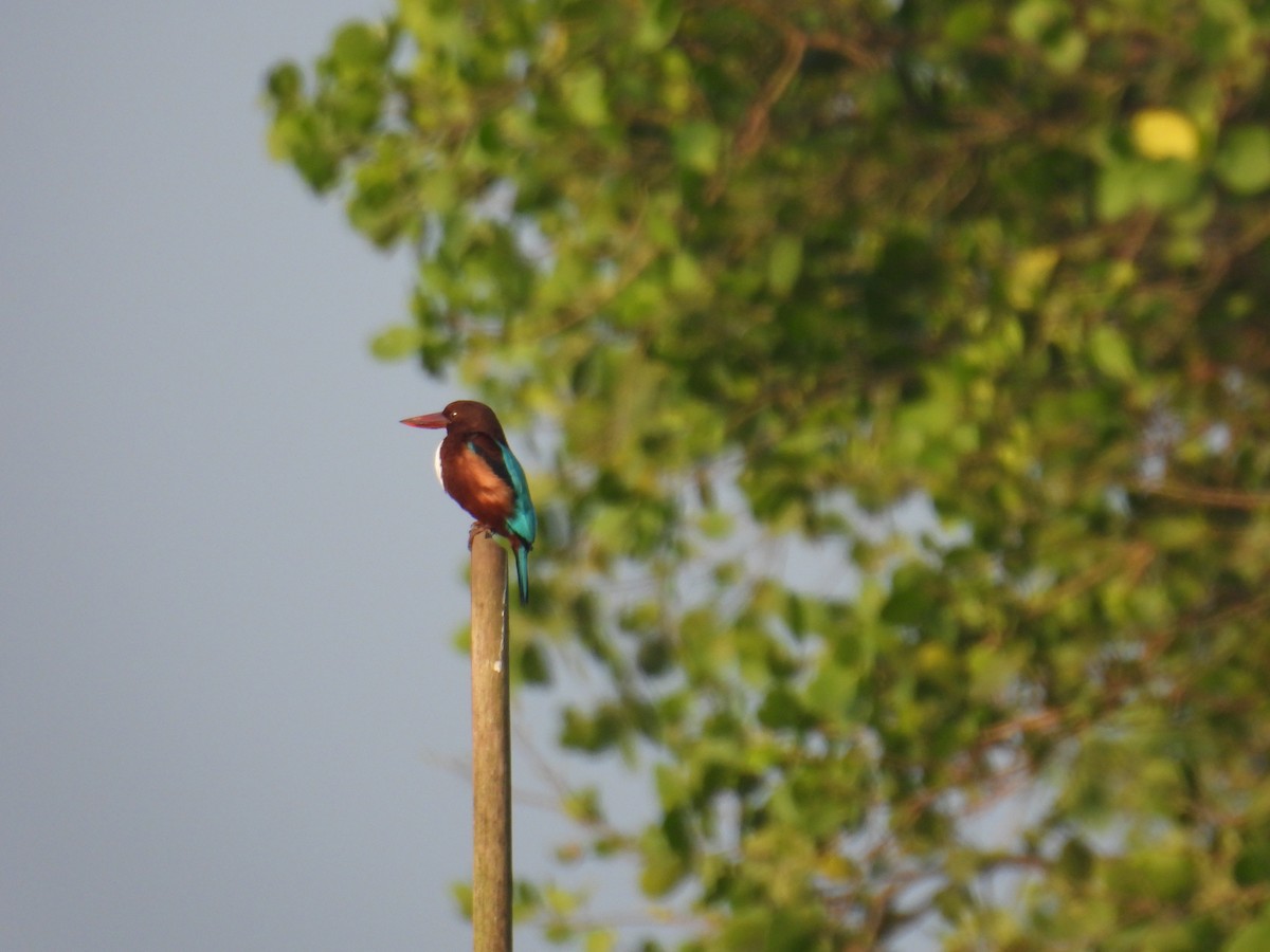 White-throated Kingfisher - ML647398341