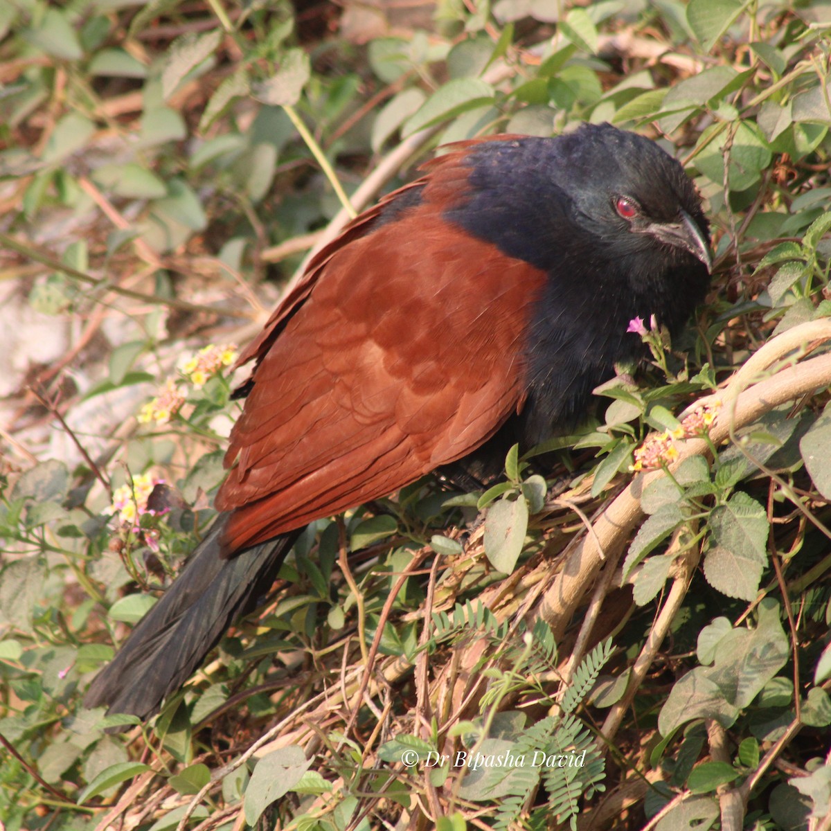 Greater Coucal - ML647398342