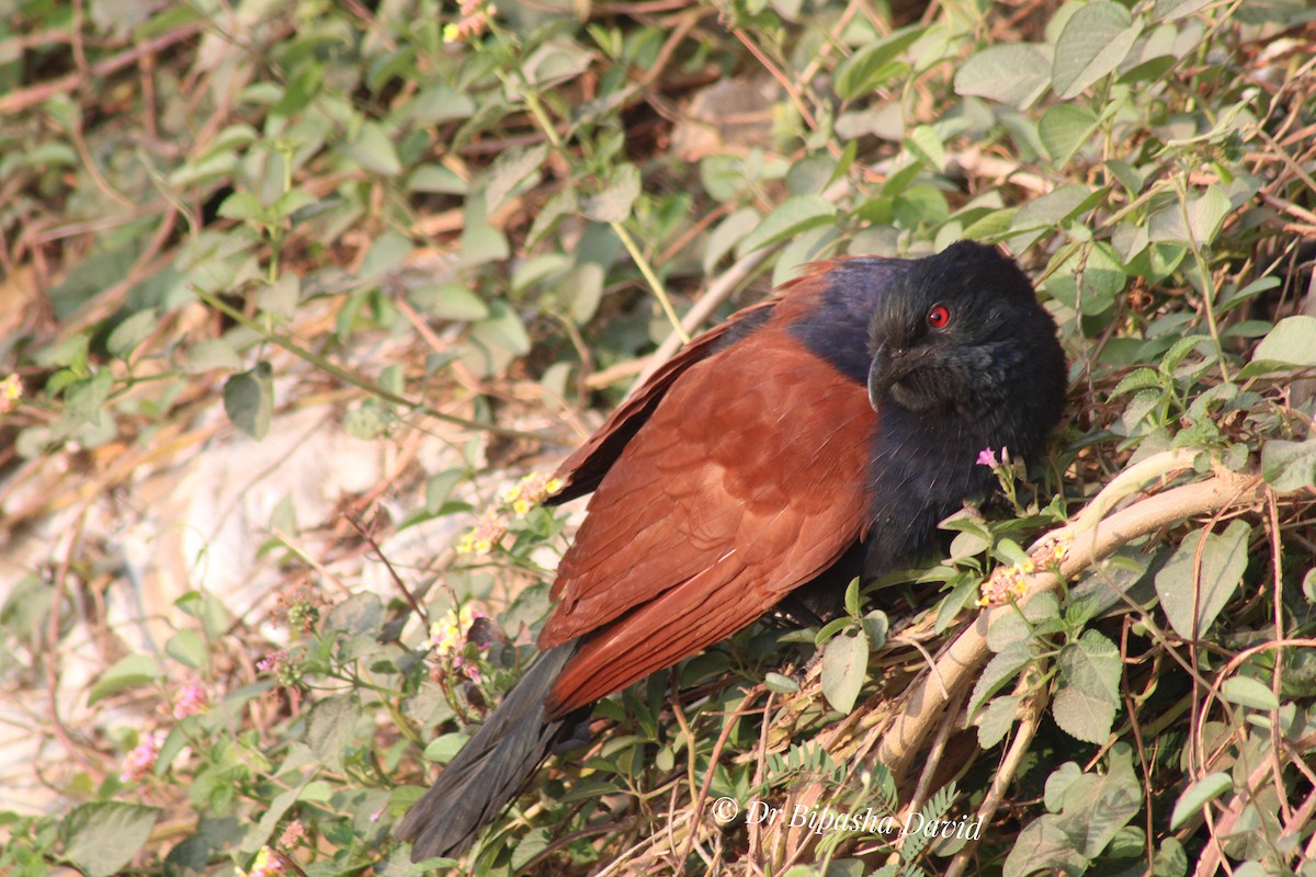 Greater Coucal - ML647398343
