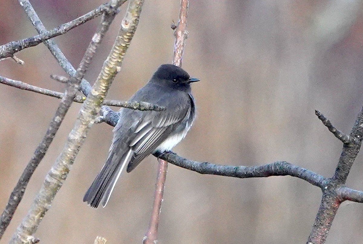 Black Phoebe - ML647398345