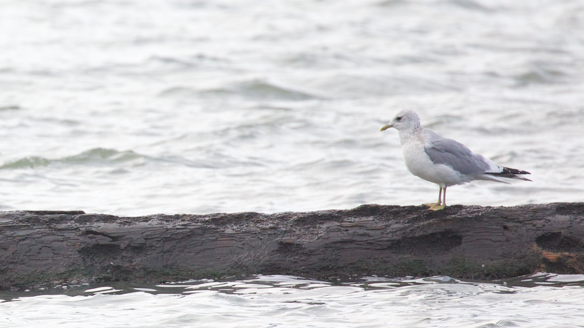 Short-billed Gull - ML647398346