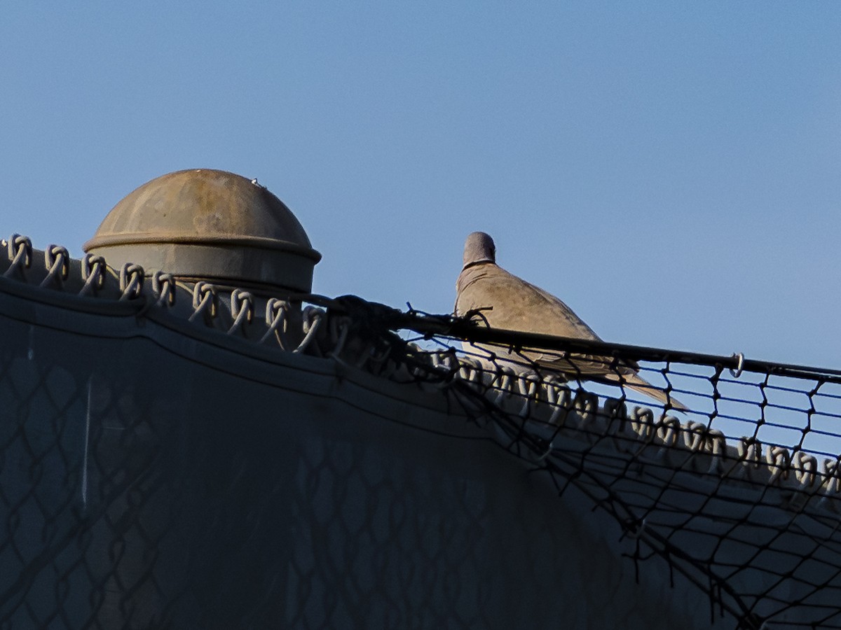 Eurasian Collared-Dove - ML647398347