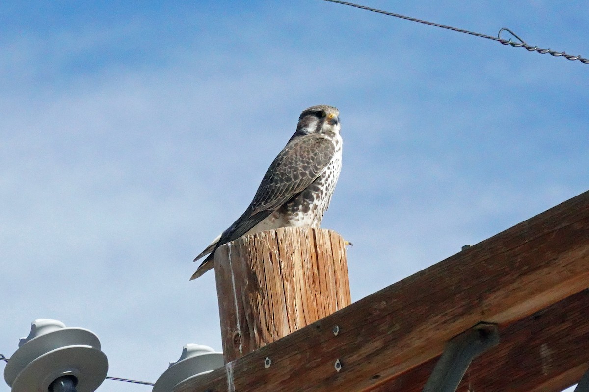 Prairie Falcon - ML647398348