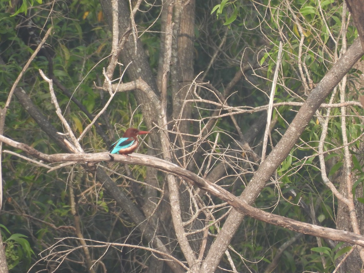 White-throated Kingfisher - ML647398349