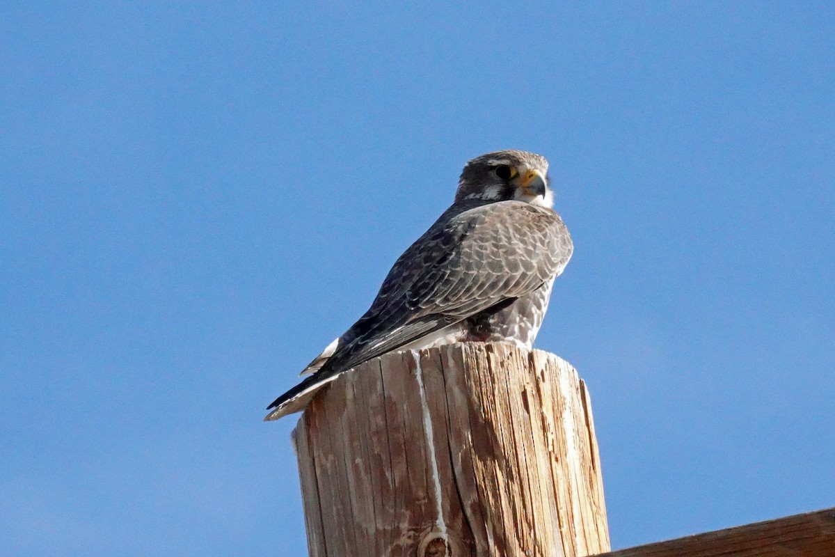 Prairie Falcon - ML647398350