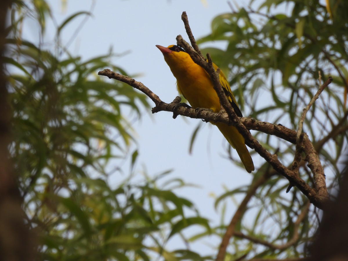 Black-naped Oriole - ML647398351