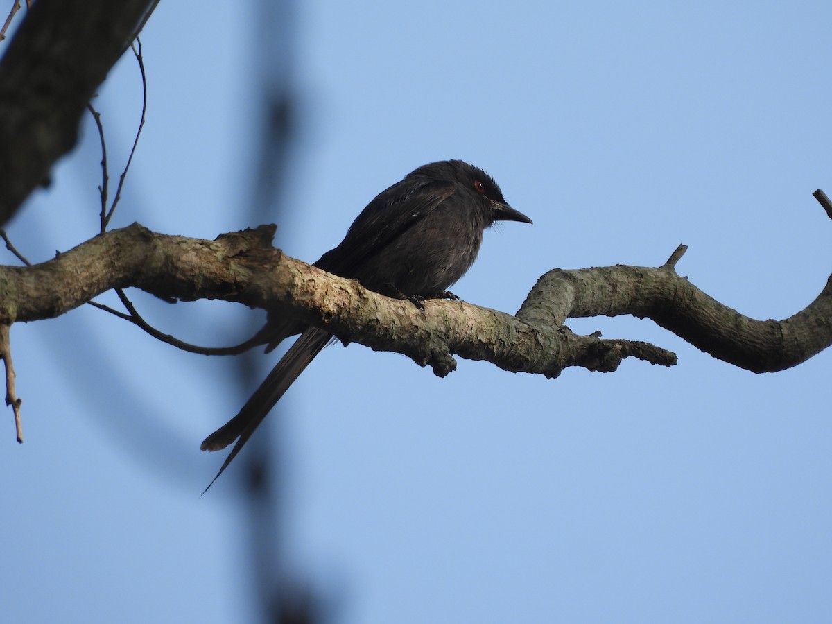Black Drongo - ML647398355
