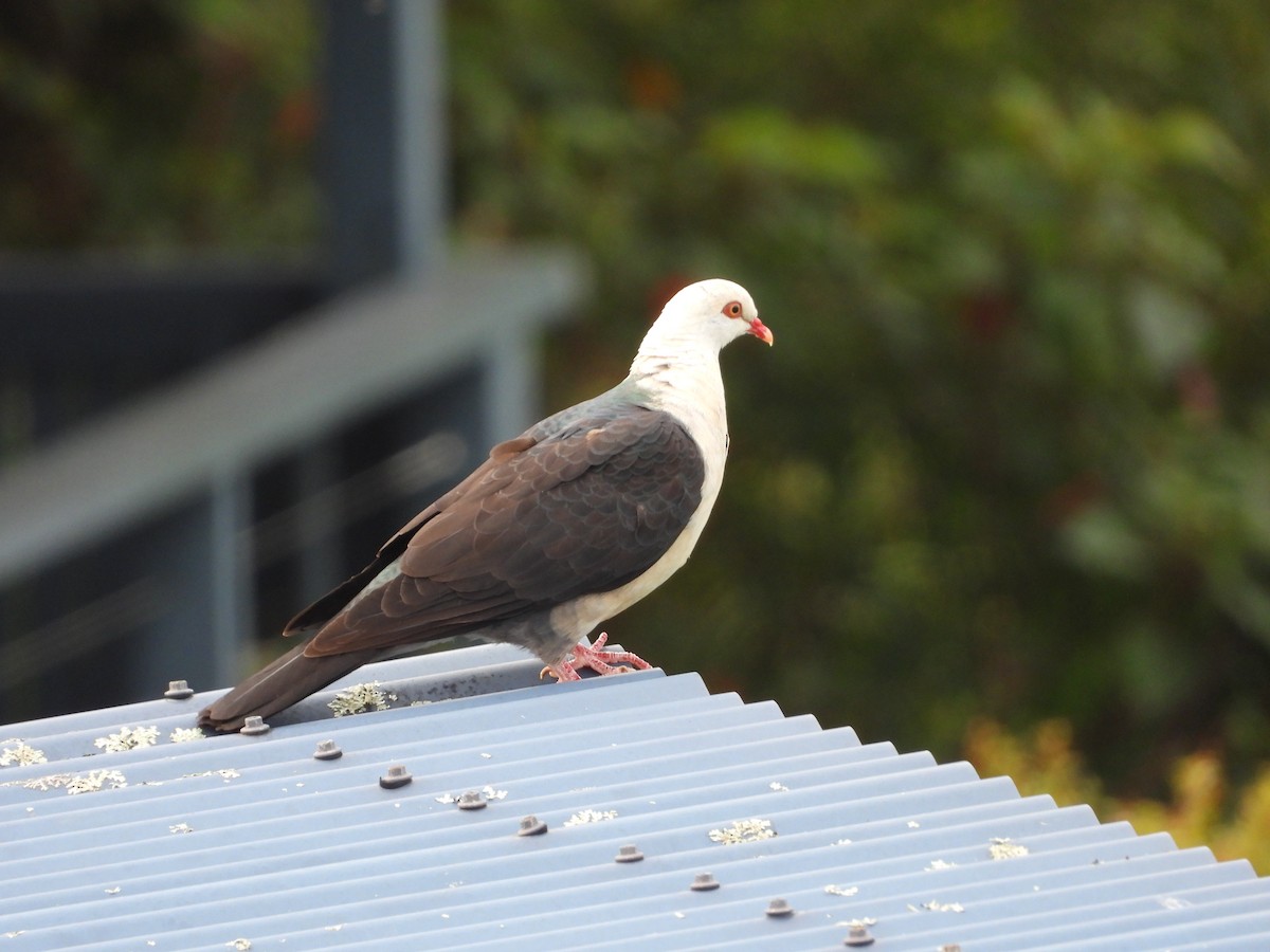White-headed Pigeon - ML647398370
