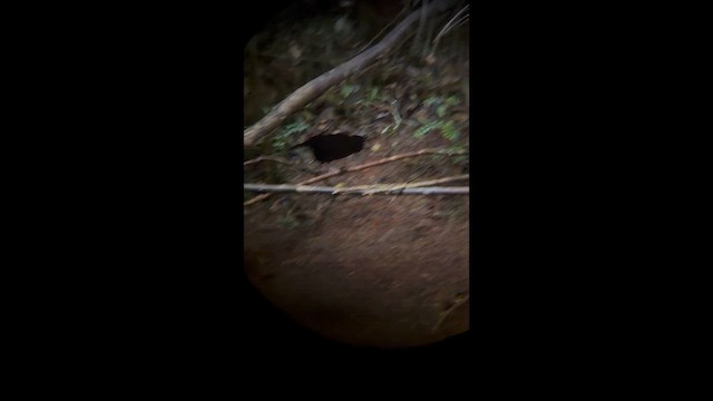 Western Parotia - ML647398373