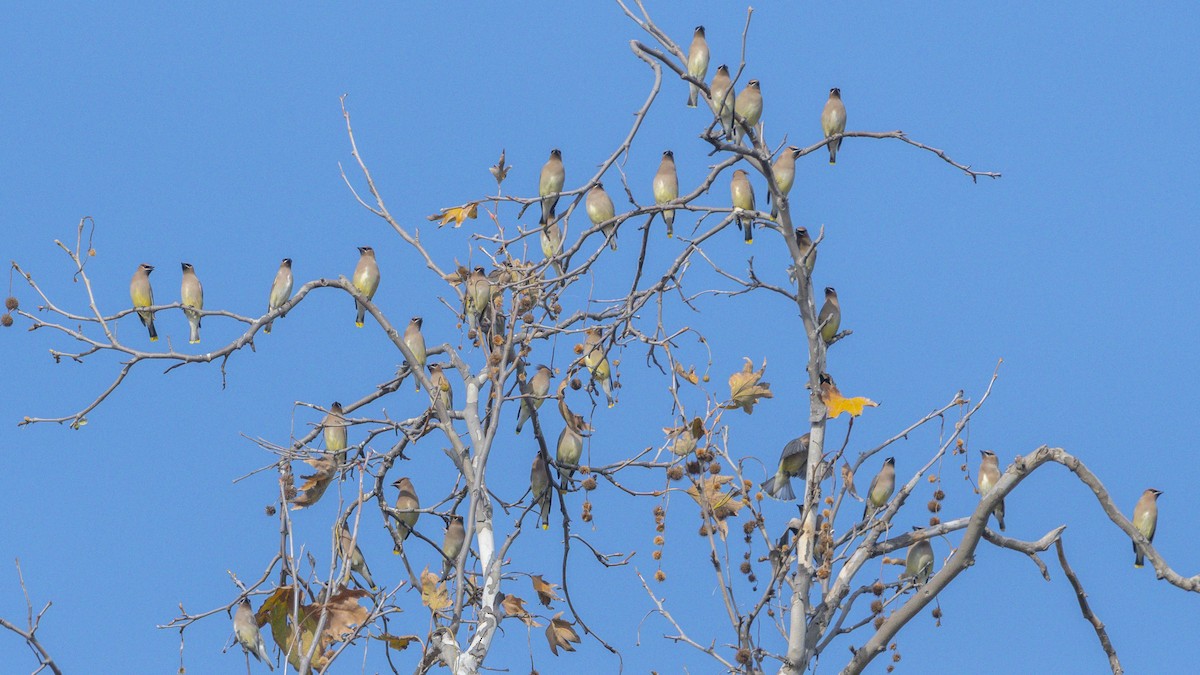 Cedar Waxwing - ML647398374